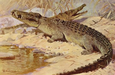 Crocodile du Nil - after Wilhelm Kuhnert