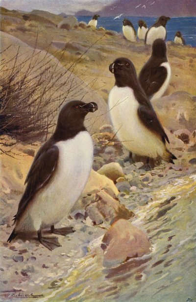 Petit pingouin - after Wilhelm Kuhnert