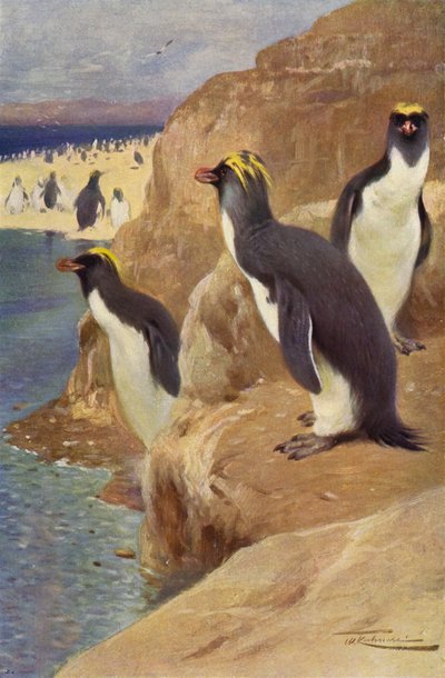 Manchot sauteur - after Wilhelm Kuhnert