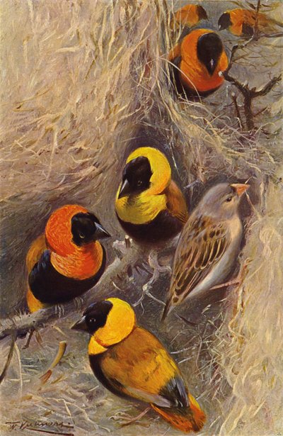 Oiseaux tisserands - after Wilhelm Kuhnert