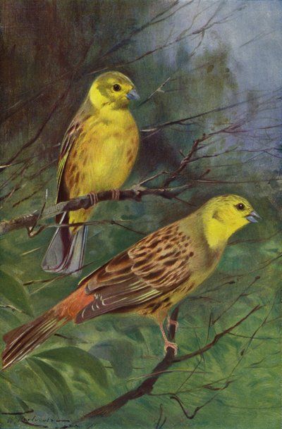 Bruant jaune - after Wilhelm Kuhnert