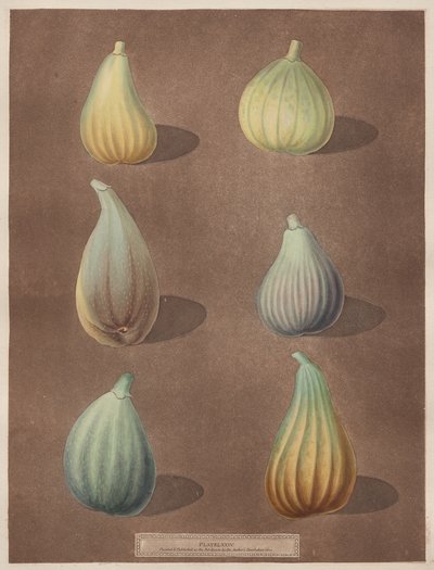 Pomona Britannica : N° 74 - Figues - attributed to Richard Brookshaw