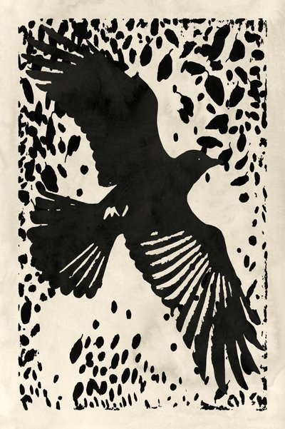 Le corbeau noir en plein vol - cartissi