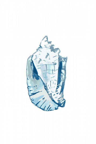 Conque bleu océan - cartissi
