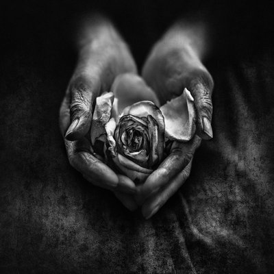 Une rose fanée entre des mains âgées - nima.zadshir