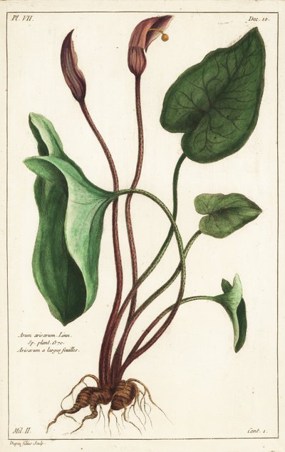 Capuchon de moine ou larus, Arisarum vulgare - the Younger Dupin