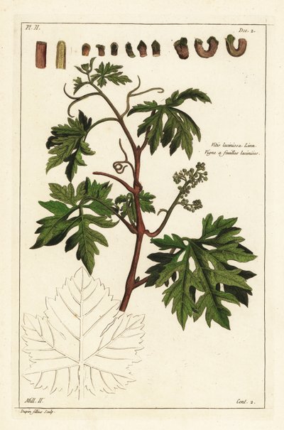 Feuilles et raisins en bourgeonnement sur une vigne, Vitis vinifera - the Younger Dupin