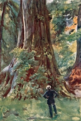 Le grand arbre, Stanley Park, Vancouver - Harold Copping