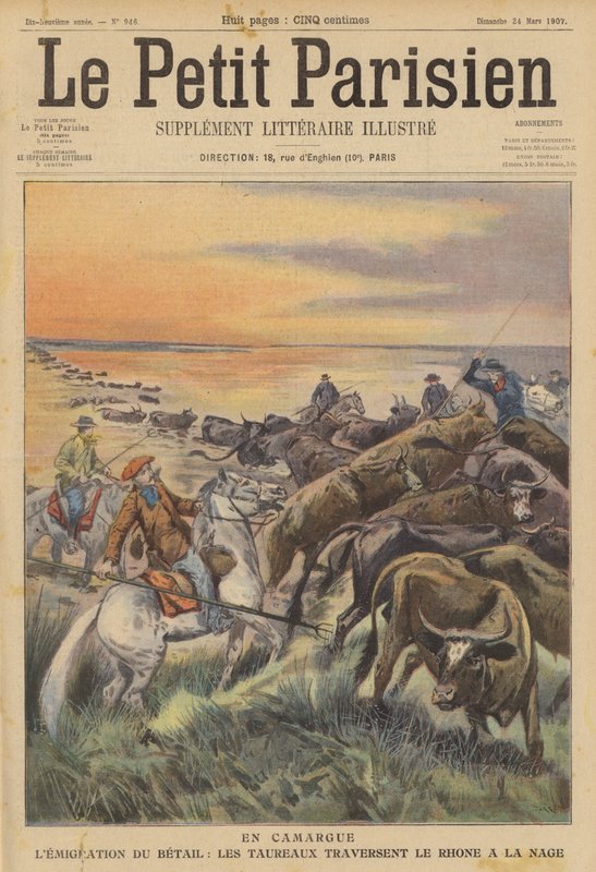 Migration de bétail en Camargue : un troupeau de taureaux traversant le Rhône à la nage - (after) Carrey
