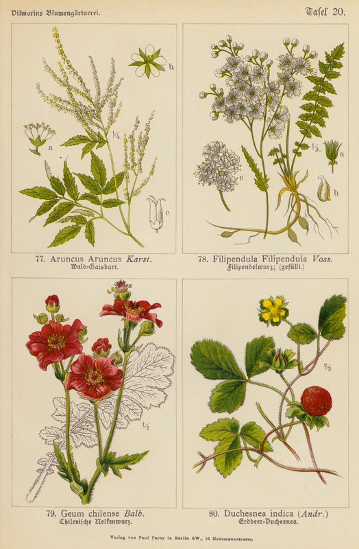 Aruncus Aruncus, Filipendula Filipendula, Geum Chilense, Duchesnea Indica - (after) German School