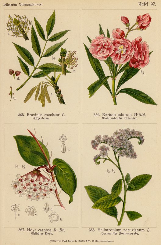 Fraxinus Excelsior, Nerium Odorum, Hoya Carnosa, Heliotropium Peruvianum - (after) German School