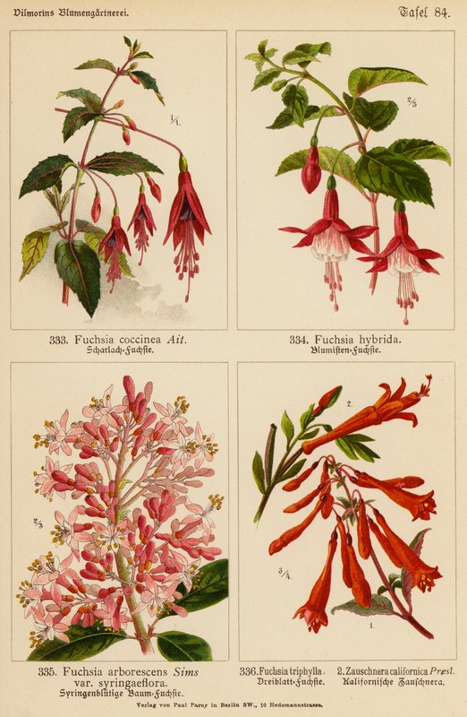 Fuchsia Coccinea, Fuchsia Hybrida, Fuchsia Arborescens, Fuchsia Triphylla, Zauschnera Californica - (after) German School