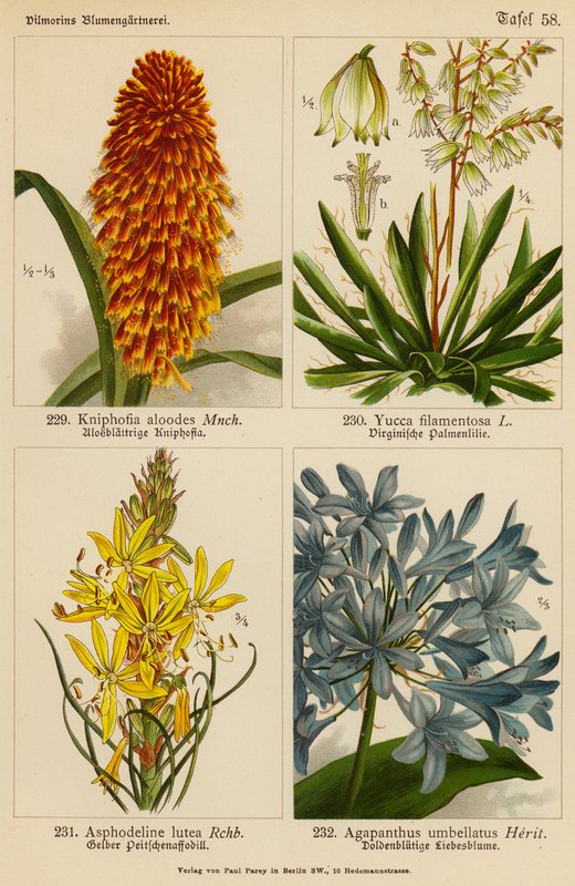 Kniphofia Aloodes, Yucca Filamentosa, Asphodeline Lutea, Agapanthus Umbellatus - (after) German School