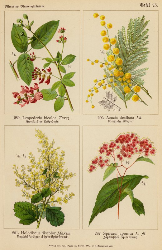 Lespedezia Bicolor, Acacia Dealbata, Holodiscus Discolor, Spiraea Japonica - (after) German School