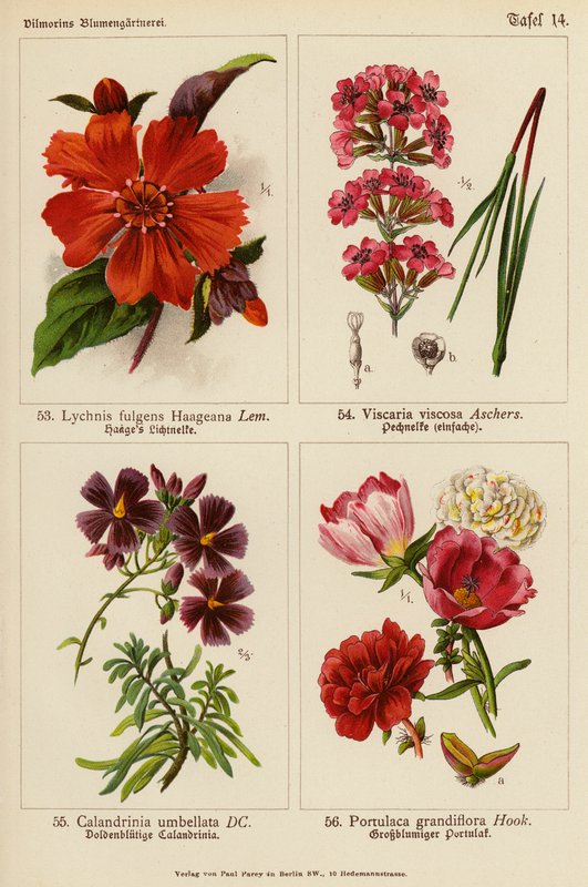 Lychnis Fulgens Haageana, Viscaria Viscosa, Calandrinia Umbellata, Portulaca Grandiflora - (after) German School