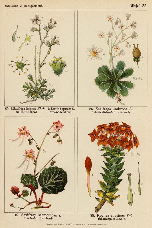 Saxifraga Decipiens, Saxifraga Hypnodes, Saxifraga Umbrosa, Saxifraga Sarmentosa, Rochea Coccinea - (after) German School