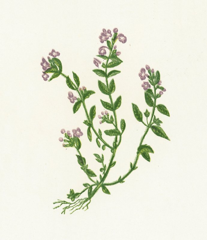 Thym bâtard, Acinos Vulgaris - English School