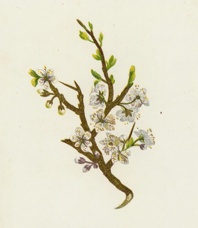 Prunellier, ou Épine noire, Prunus Spinosa - English School