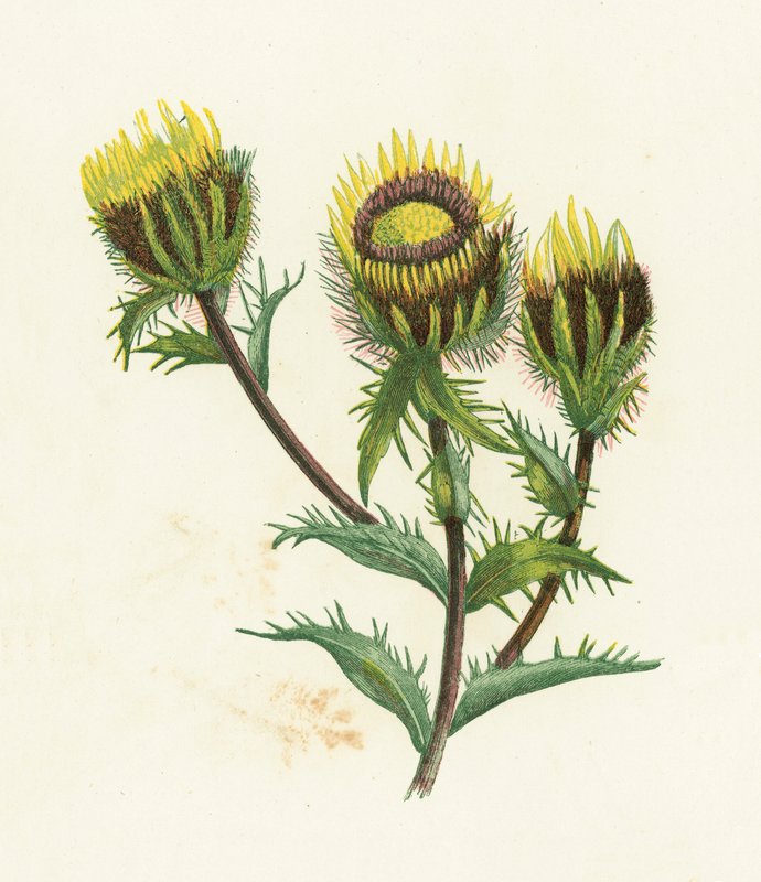 Carline commune, Carlina Vulgaris - English School