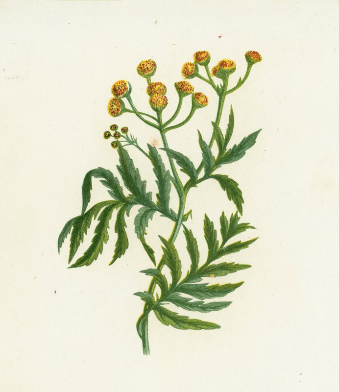 Tanaisie commune, Tanacetum Vulgare - English School