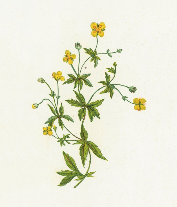 Tormentille commune, Tormentilla Officinalis - English School