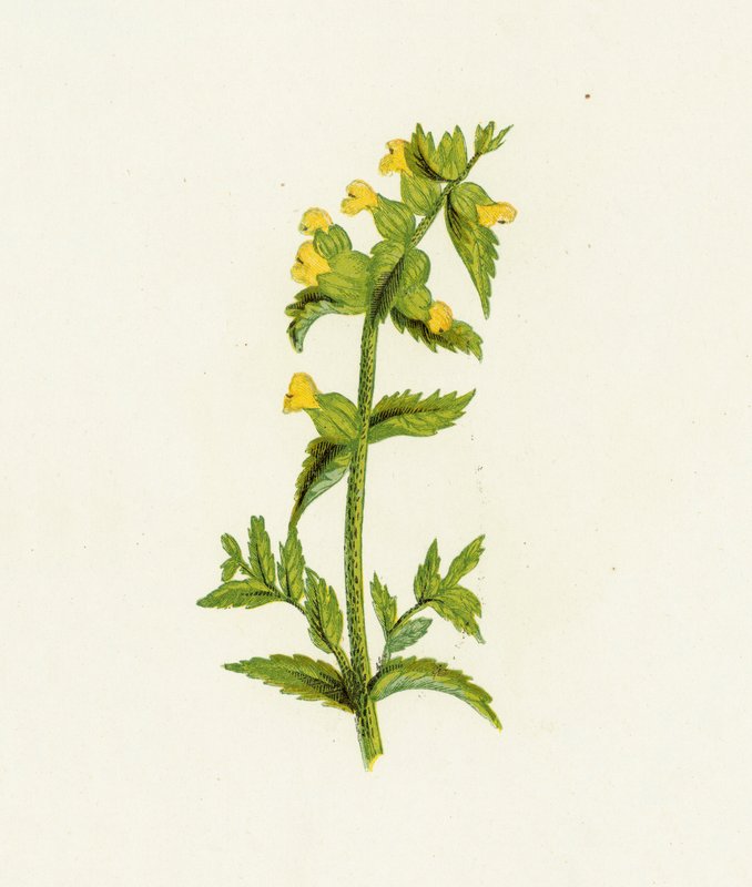 Rhinanthe crête de coq, Rhinanthus Crista-Galli - English School