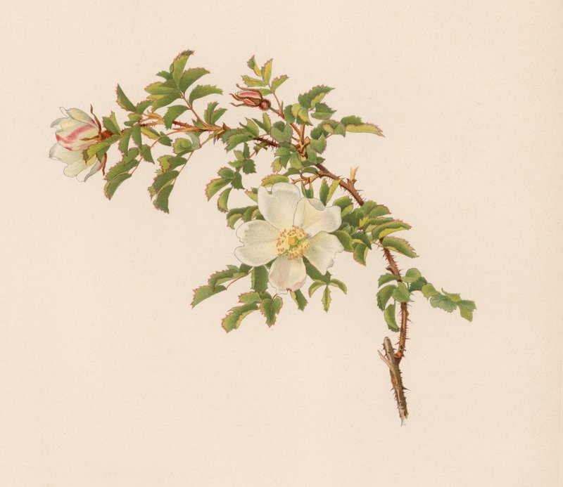 Rose anglaise - English School