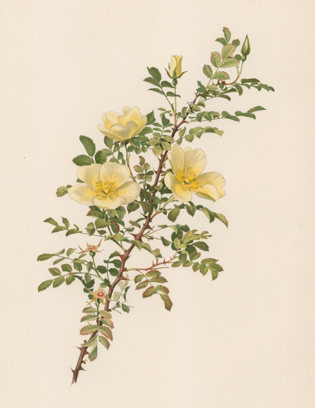 Rose anglaise - English School