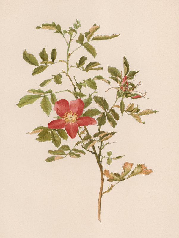 Rose anglaise - English School