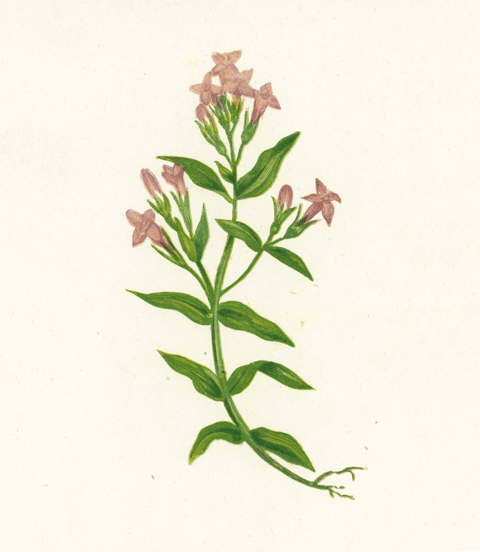 Gentiane champêtre, Gentiana Campestris - English School