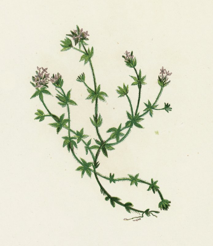 Gaillet des champs, Sherardia Arvensis - English School