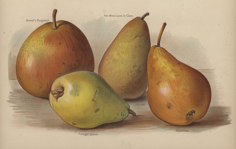 Gansels Bergamot, Van Mons Leon le Clerc, Coing du Portugal, Durondeau - English School