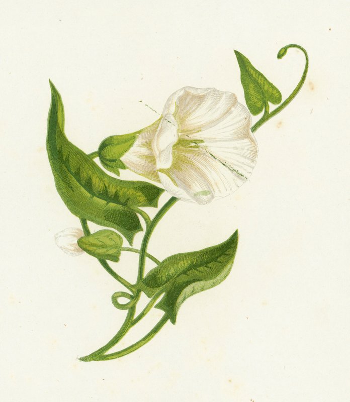 Liseron des haies, Convolvulus Sepium - English School