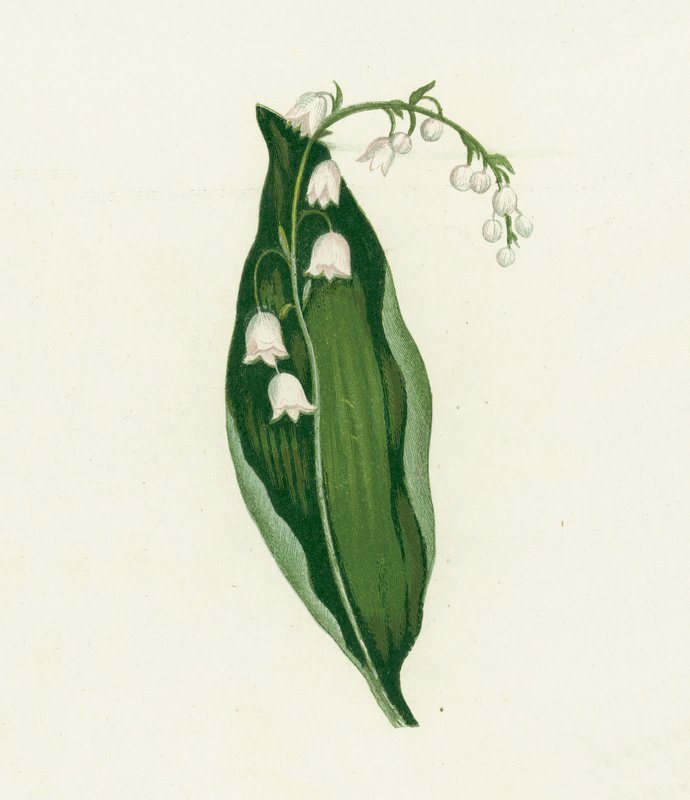 Muguet, Convallaria Majalis - English School