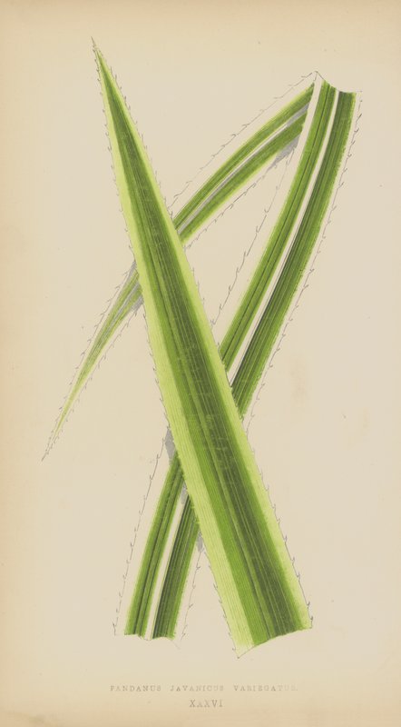 Pandanus Javanicus Variegatus - English School