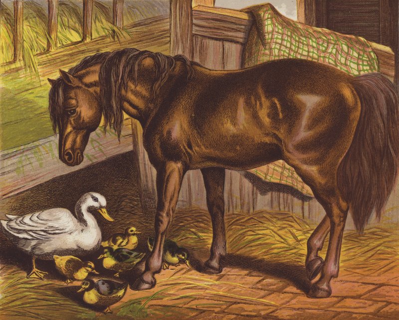 Poney - English School