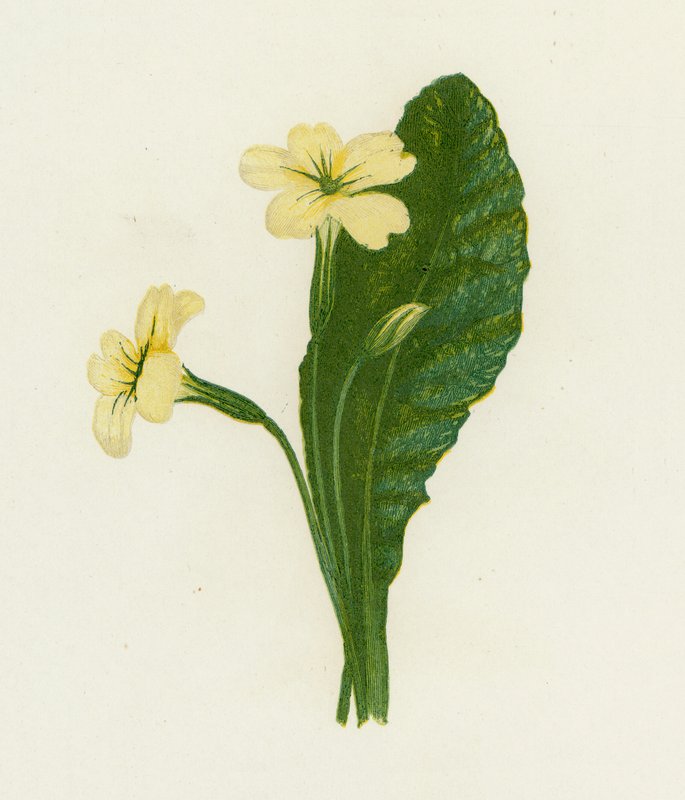 Primevère, Primula Vulgaris - English School