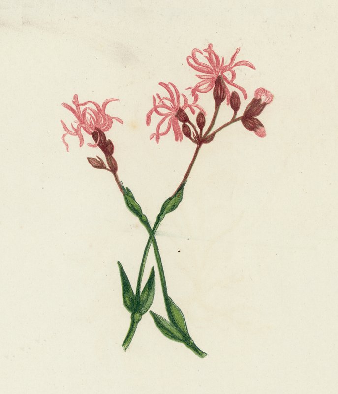 Lychnis fleur de coucou, Lychnis Flos-Cuculi - English School