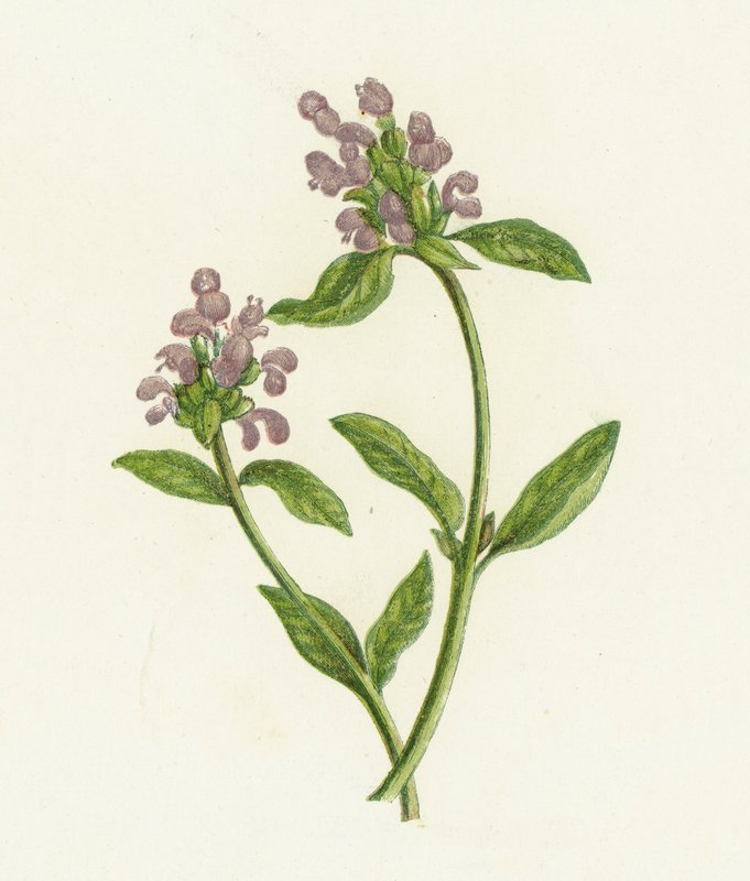 Brunelle commune, Prunella Vulgaris - English School
