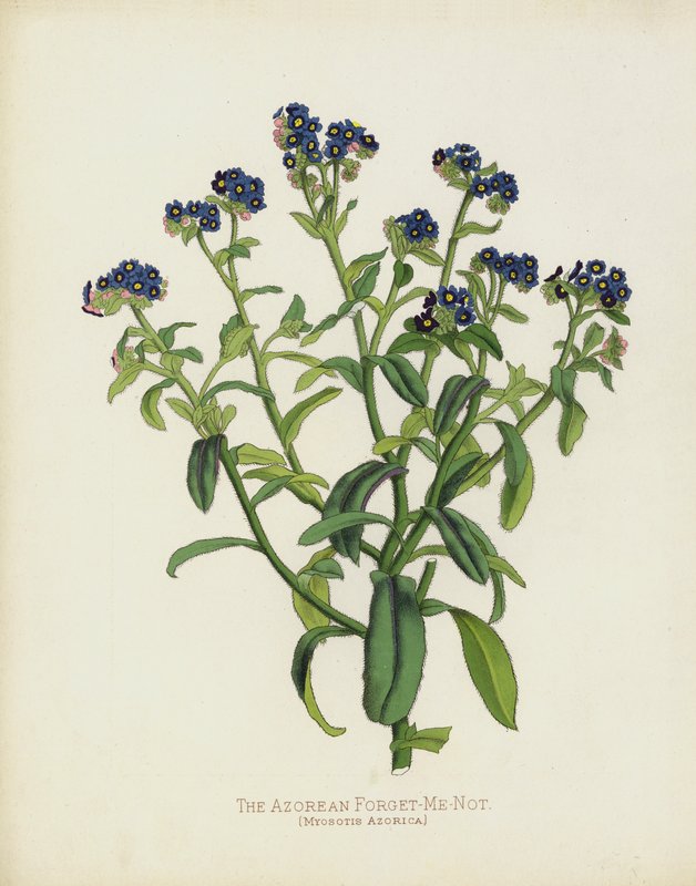 Le Myosotis des Açores, Myosotis Azorica - English School