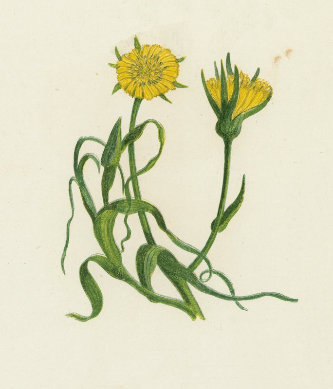 Salsifis des prés, Tragopogon Pratensis - English School