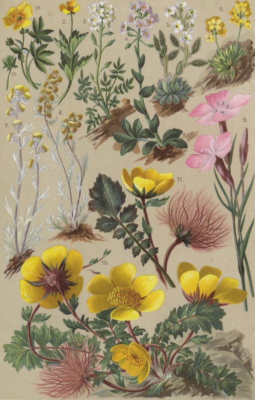 Flore alpine - European School