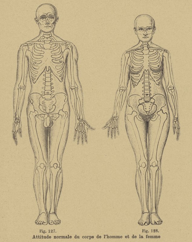 Posture normale du corps d