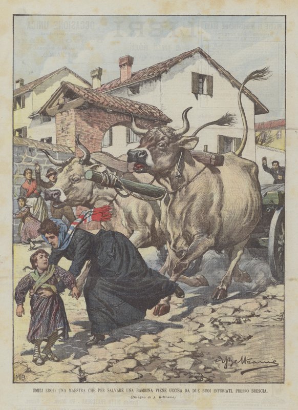 Humbles héros, une institutrice tuée par deux bœufs en furie en sauvant une petite fille, près de Brescia - Achille Beltrame