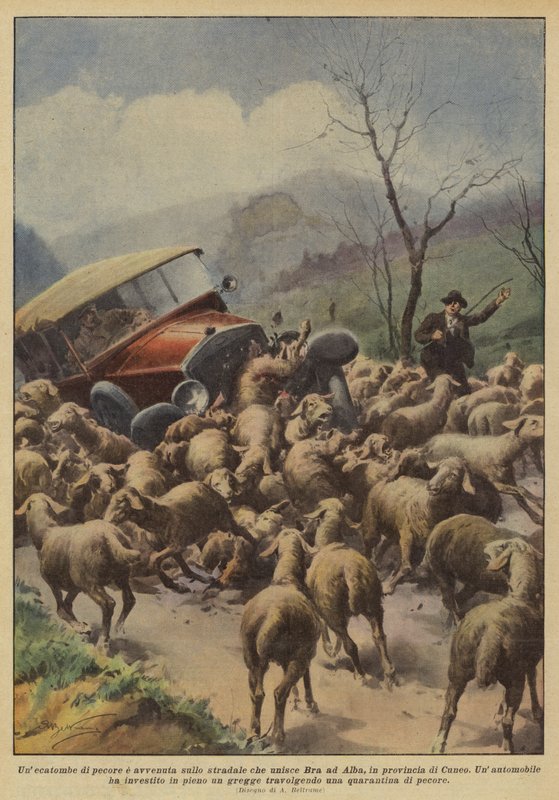 Une hécatombe de moutons s