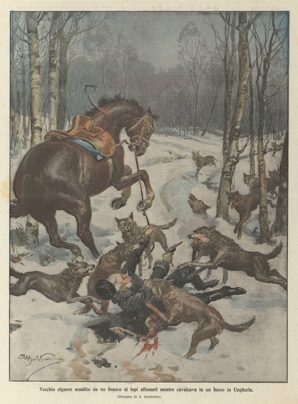 Vieil homme attaqué par une meute de loups affamés en Hongrie - Achille Beltrame