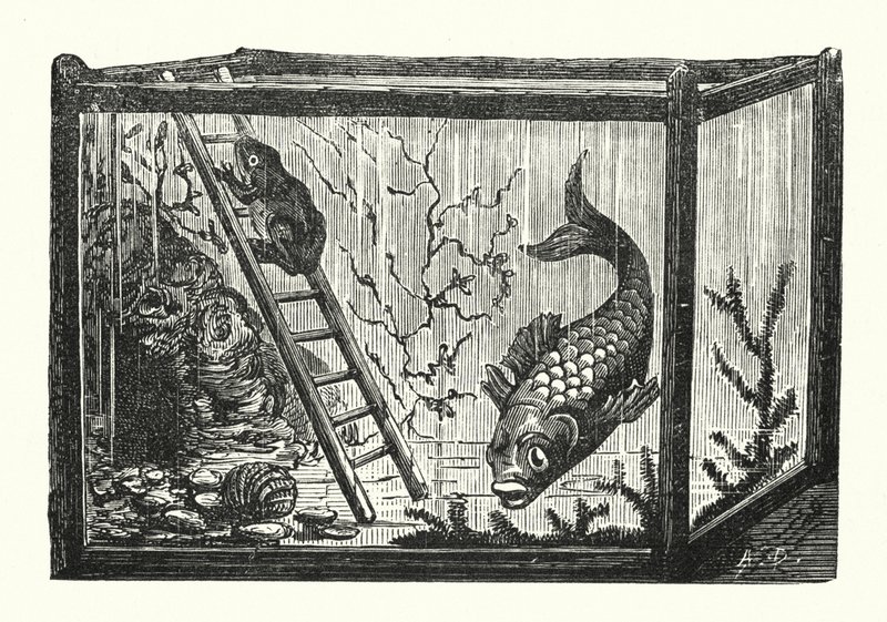 Poisson et grenouille dans un aquarium (gravure) - Albert Robida