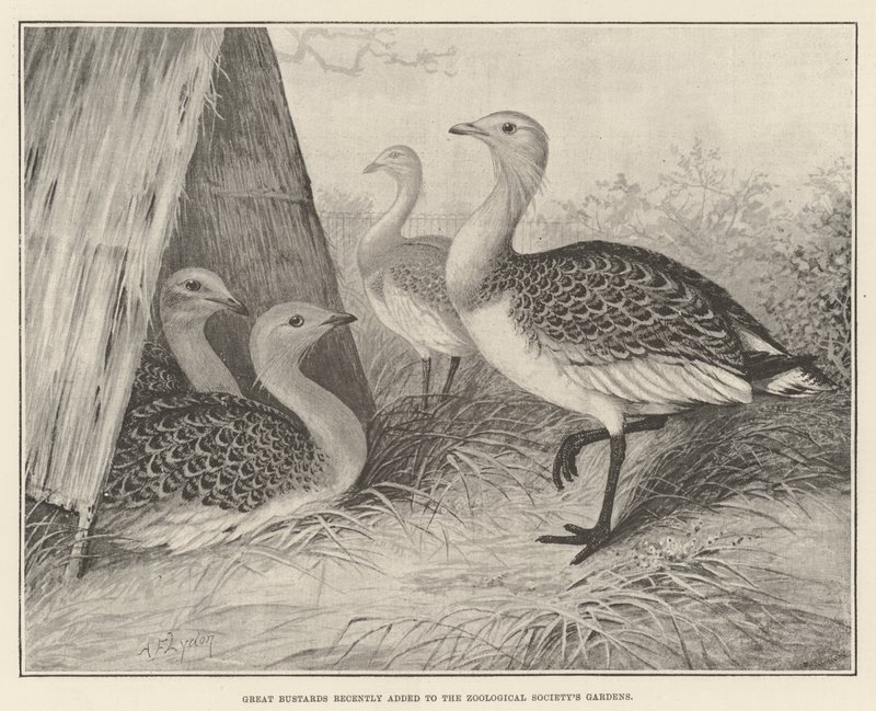 Grands outardes récemment ajoutées aux jardins de la Société zoologique - Alexander Francis Lydon