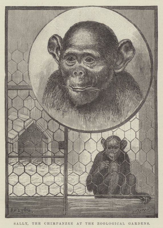 Sally, le chimpanzé au jardin zoologique - Alexander Francis Lydon