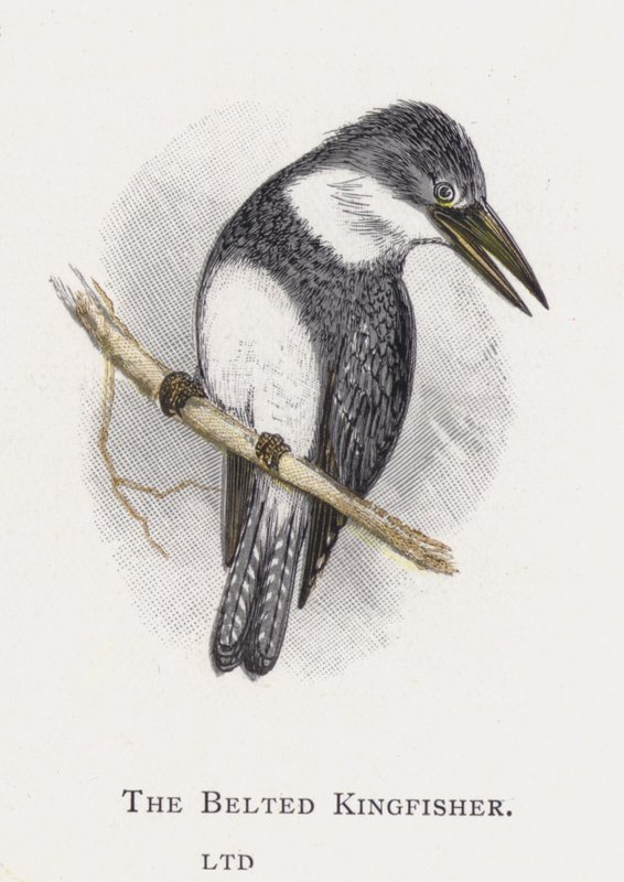 Le Martin-pêcheur ceinturé - Alexander Francis Lydon